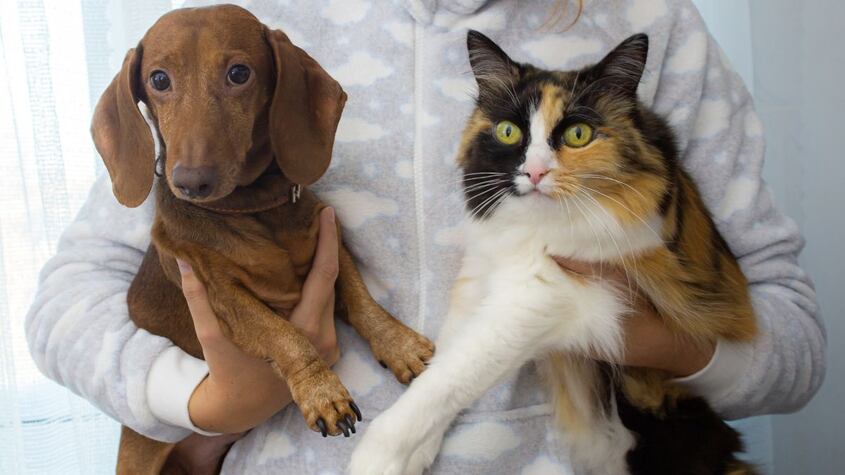 ¿Perro o gato? Pros y contras de cada uno si decidimos adoptar