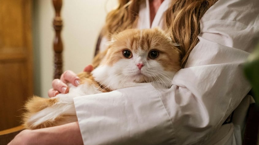 Regla para calcular la edad de los gatos en años humanos
