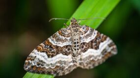 “No hay plaga de polillas en Madrid y no son peligrosas” según el Ayuntamiento