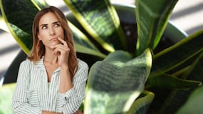 El Feng Shui recomienda no colocar tu lengua de suegra en este lugar de la casa para no atraer la mala suerte