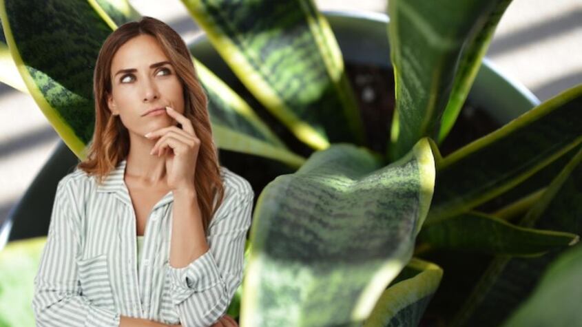 El Feng Shui recomienda no colocar tu lengua de suegra en este lugar de la casa para no atraer la mala suerte