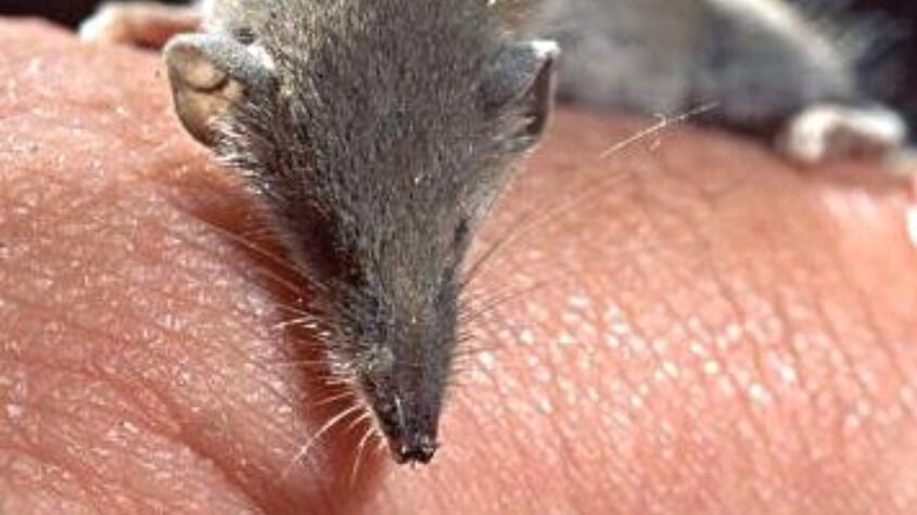 Este el único mamífero que es capaz de comerse su cerebro y luego regenerarlo