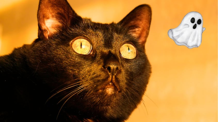 Gatos ven fantasmas