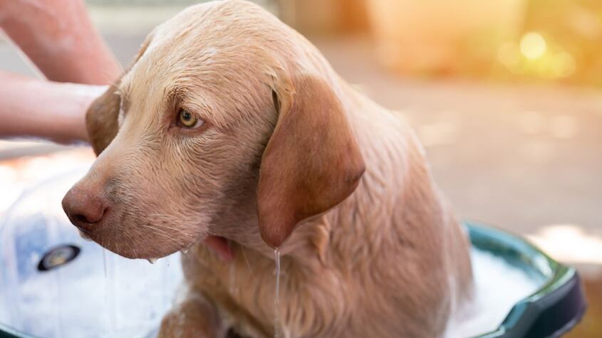 No lo bañes tan a menudo: 9 trucos para que tu perro siempre huela bien