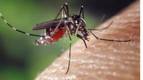 El truco más eficaz para evitar mosquitos con las ventanas abiertas este verano