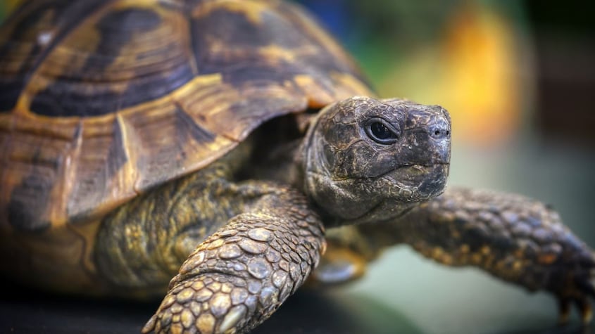 Tortugas de mascota