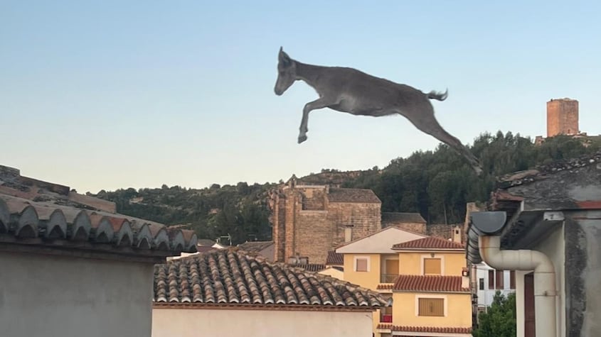 Valencia en alerta por las ‘cabras voladoras’ que destrozan los tejados