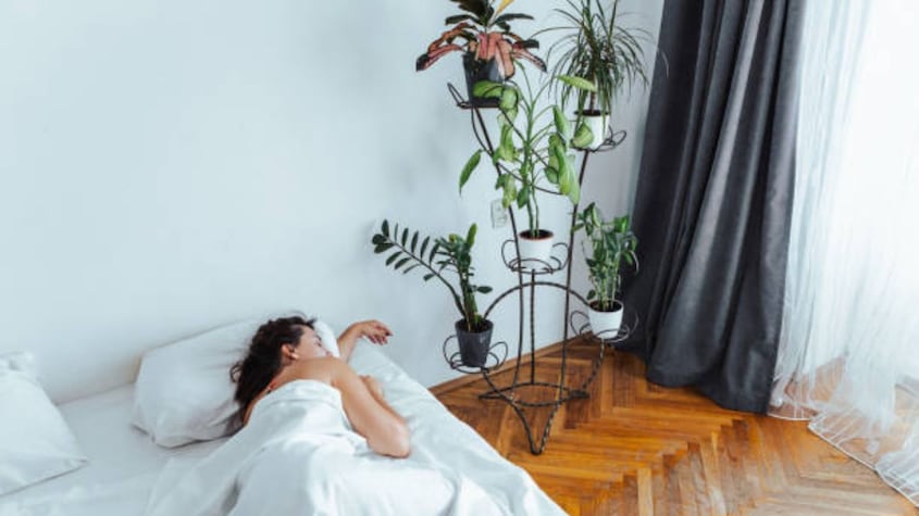 plantas descanso