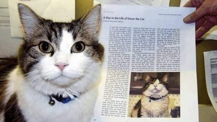Este es Oscar, el gato “asesino” que trabajó en un geriátrico