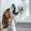 Di adiós a los ladridos: cómo enseñarle a tu perro a callarse en algunos momentos