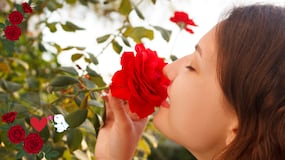 El significado de sentir olor a rosas de la nada
