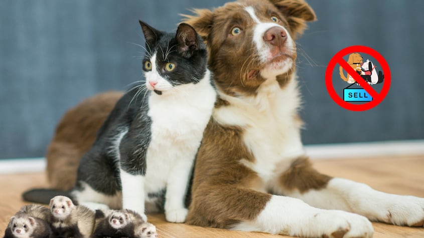 ¿Por qué puedes ser multado en la nueva ley de protección animal?