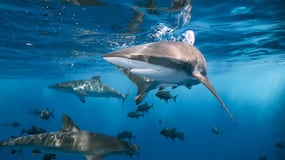 Según la ciencia, los océanos cambiarán y esto afectará a La Tierra