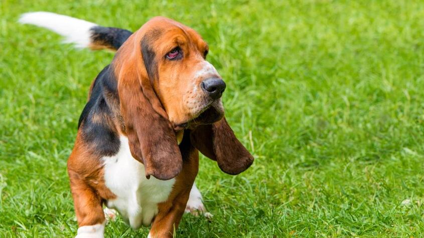 Un Basset Hound.
