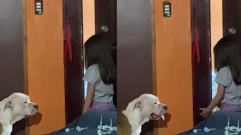 El tierno video de una niña regañando a su perro por comerle su nugget
