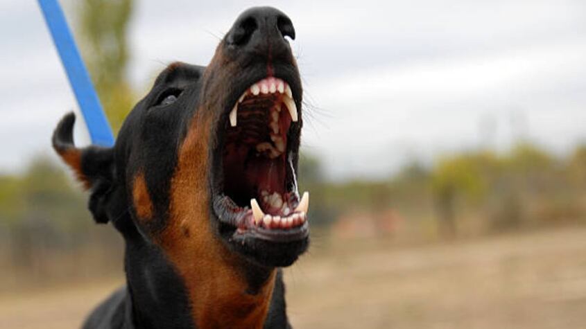 Perro asesino