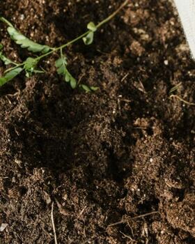 ¿Por qué no germinan las semillas? Errores que podrías estar cometiendo