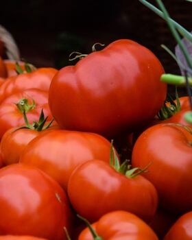 Jitomate: Estos son los beneficios que puede darte consumir este fruto