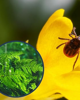 Plantas que atraen garrapatas: evita estas plantas en tu jardín para prevenir insectos