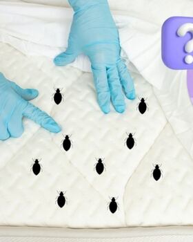 El ingrediente de cocina que puede prevenir ácaros en el hogar con una sencilla aplicación